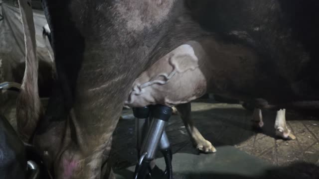 Cow Teats And Milking Cup