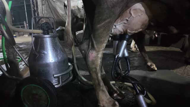 Milk Can Beside Cow Udder