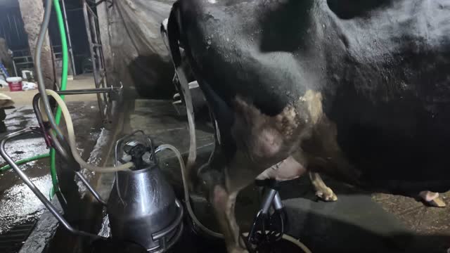 Dairy Cow Being Milked