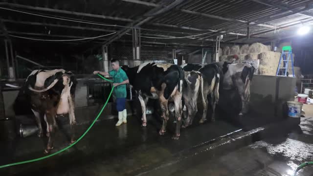 Washing Row Of Dairy Cows
