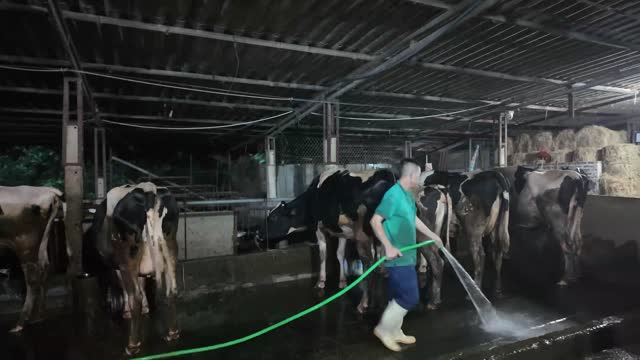 Worker Sprays Barn Floor