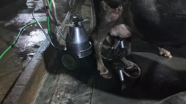 Milking Machine And Milk Can