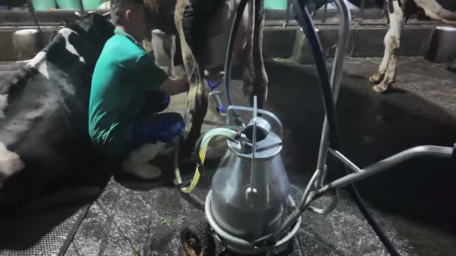 Worker Attaches Milking Cluster