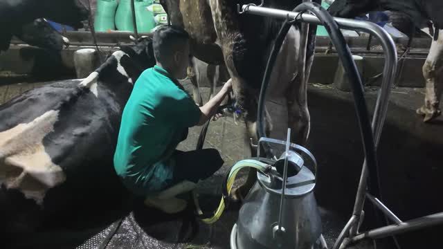 Fitting The Milking Machine