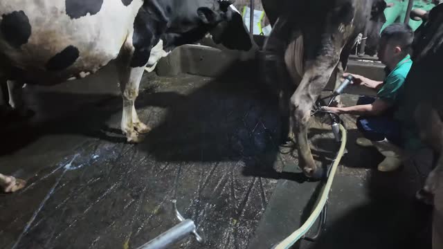 Worker Prepares Cow For Milking