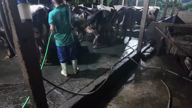 Worker Tends Cows In Barn