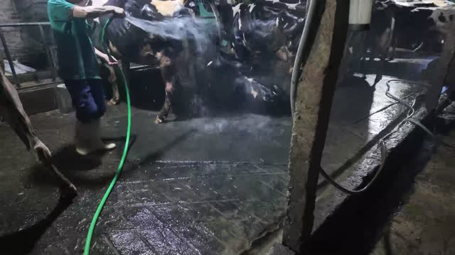 Hosing Cattle In The Stall