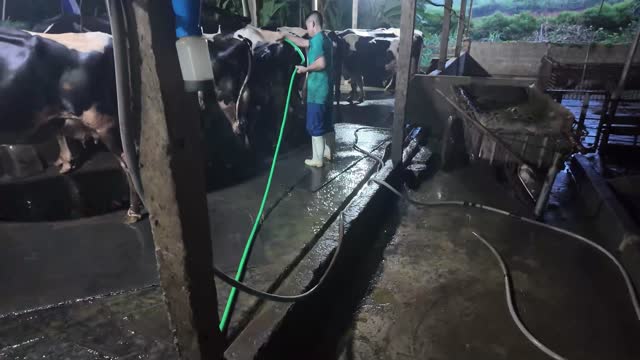 Wide View Of Dairy Cow Barn