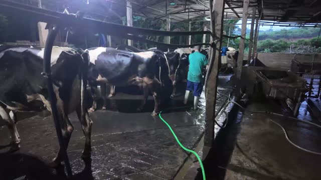 Dairy Barn With Cows And Worker