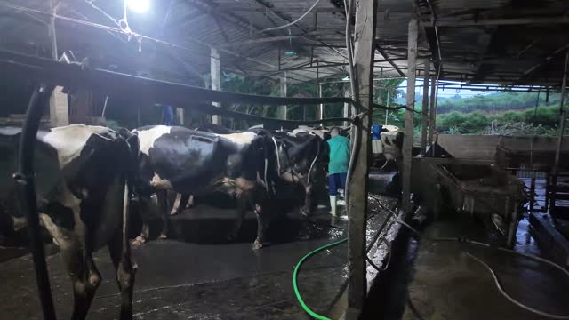 Cows Standing In The Barn