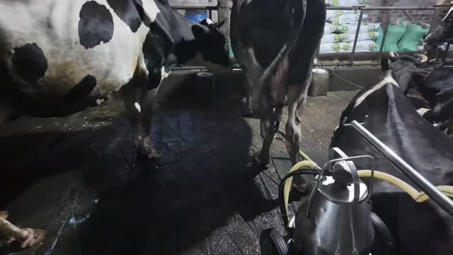 Cows And Milking Machine In Stall