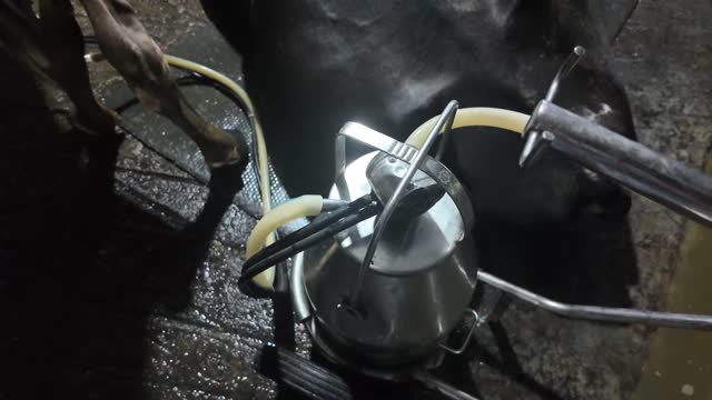Milking Can Under Cow