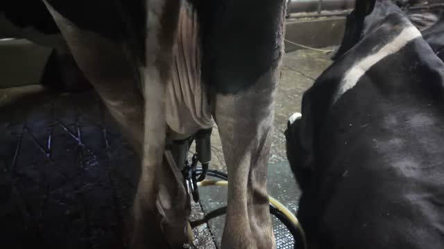 Milking Machine On Udder