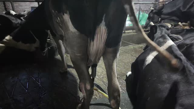 Cow Udder Being Milked