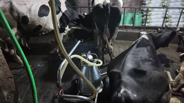 Milking Can Among Dairy Cows