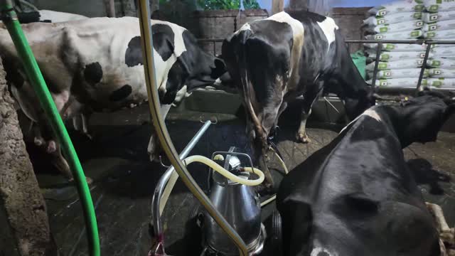 Cows Feeding Near Milk Can