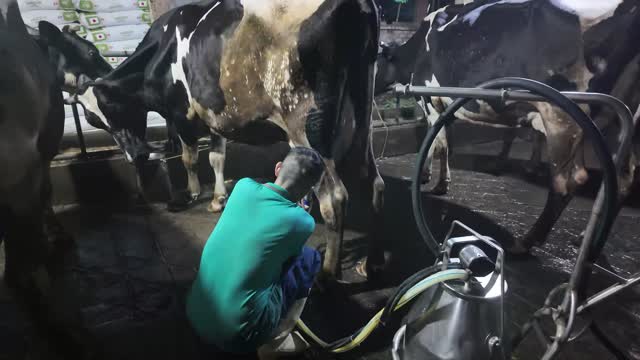 Worker Milking A Dairy Cow