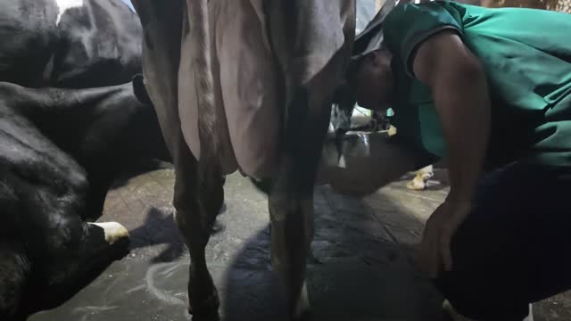 Worker Handling Cow Udder