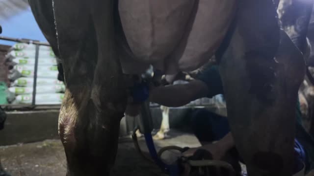 Milking Cups Under Cow Udder