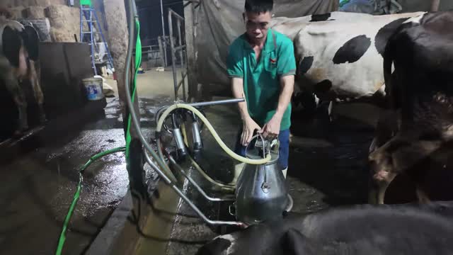 Worker Carries Milking Can