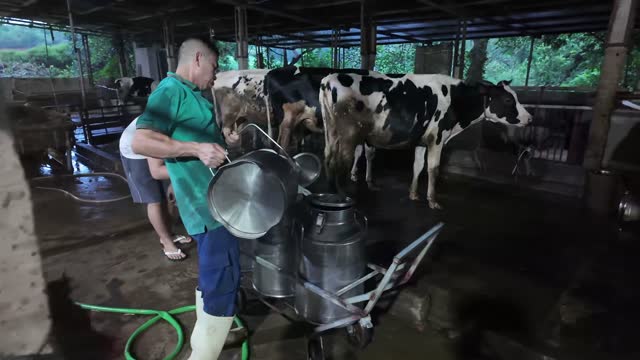 Pouring Milk Into Steel Cans