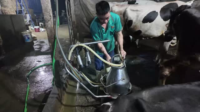 Worker Operating Milking Machine