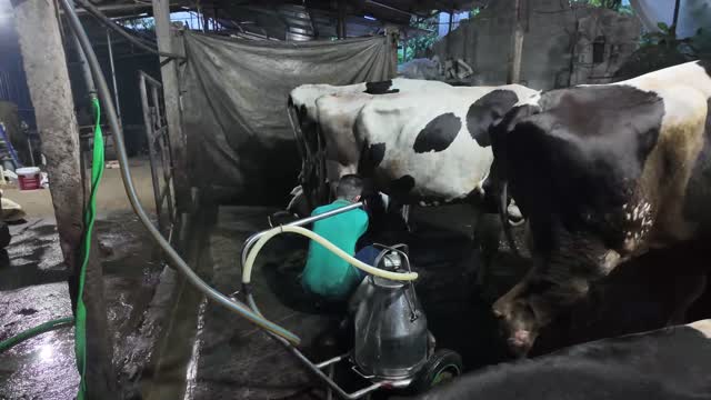 Cows At Milking Station