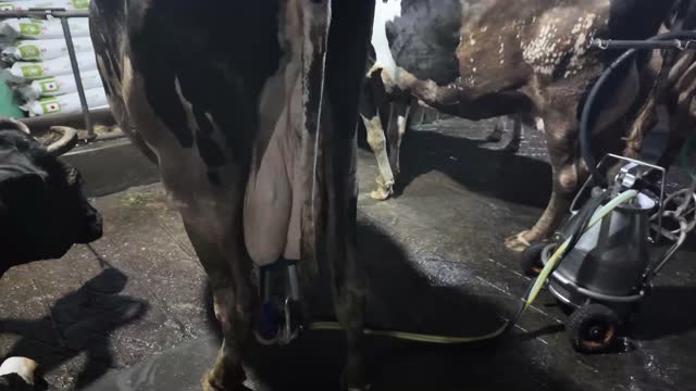 Close-Up Cow Udder Milking