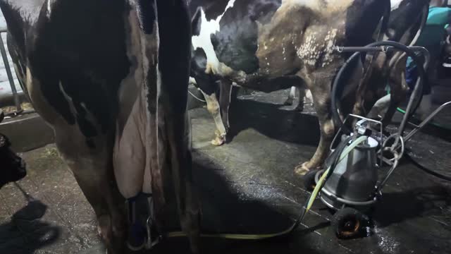 Milking Cluster On Udders