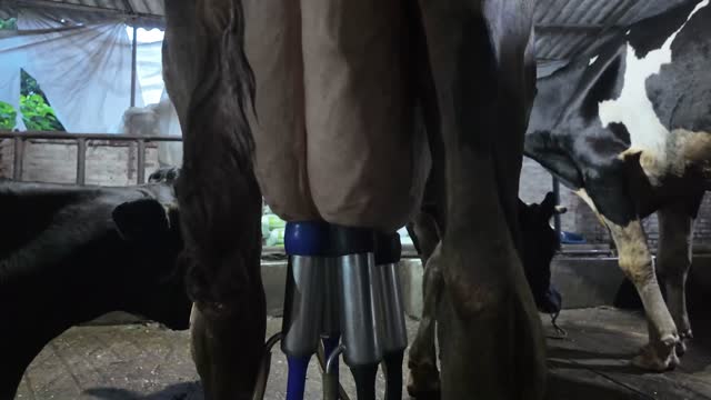 Dairy Cow Udder Detail