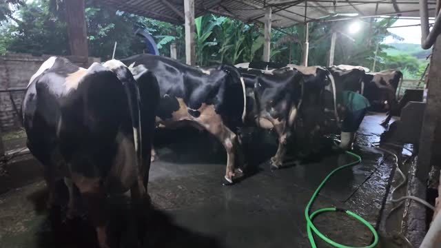 Row Of Dairy Cows