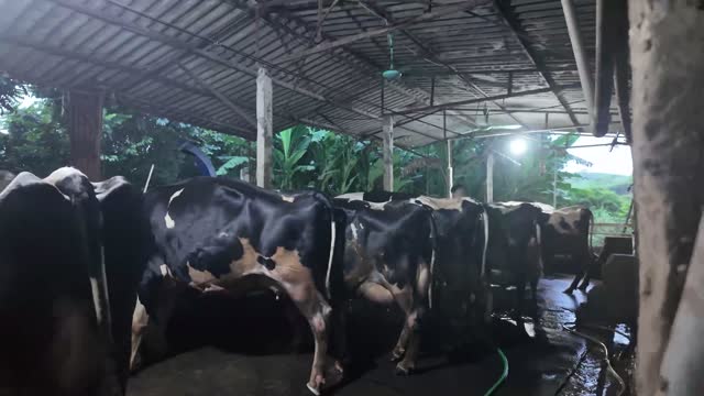 Cows In Barn Stalls