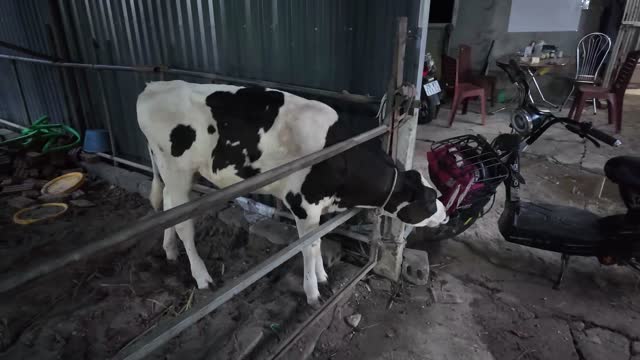 Calf By Barn Gate