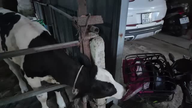 Cow Feeding Near Yard
