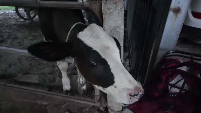 Curious Calf Close Up