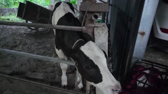Calf Feeding At Gate