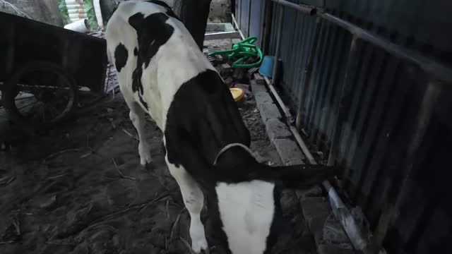 Calf Walking To Trough