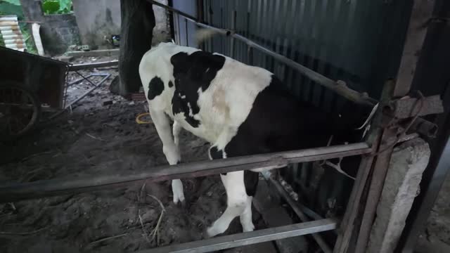 Calf In Farm Pen