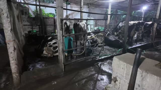 Cows Resting In Barn