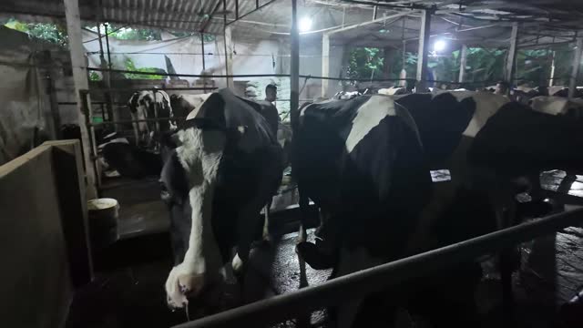 Herd In Barn Stalls