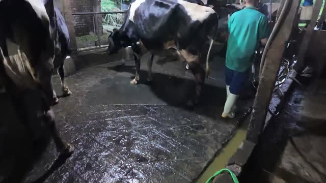 Cow Crossing The Barn