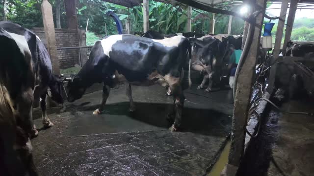 Cows Moving In Barn