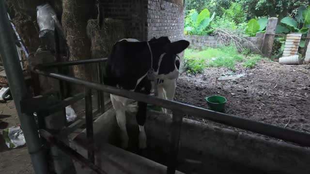 Calf In Corner Pen