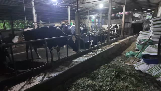 Cows At Feed Rail