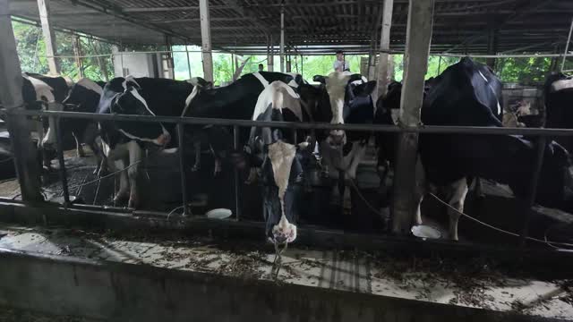 Herd Facing The Camera