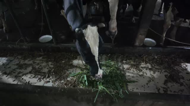 Cow Eating Fresh Grass