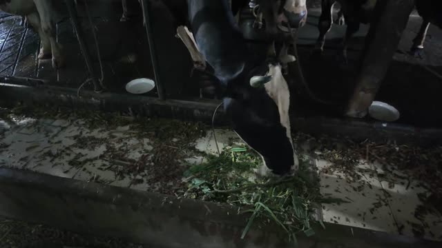 Cow Feeding On Grass