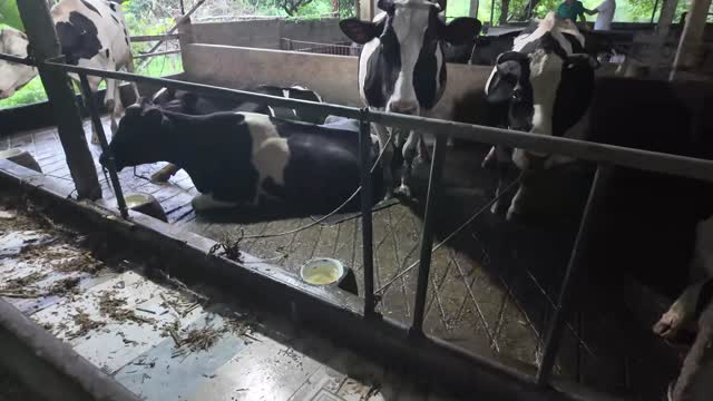 Cows Resting In Stalls