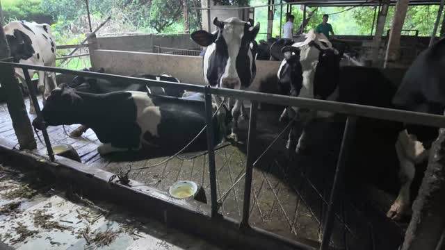 Dairy Cows In Stalls