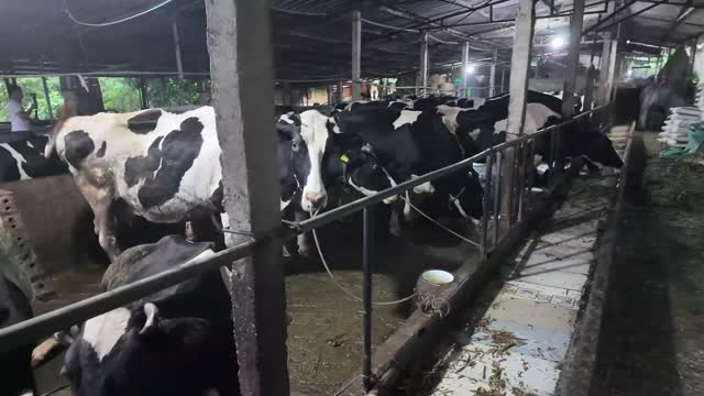 Cows Lined At Rail